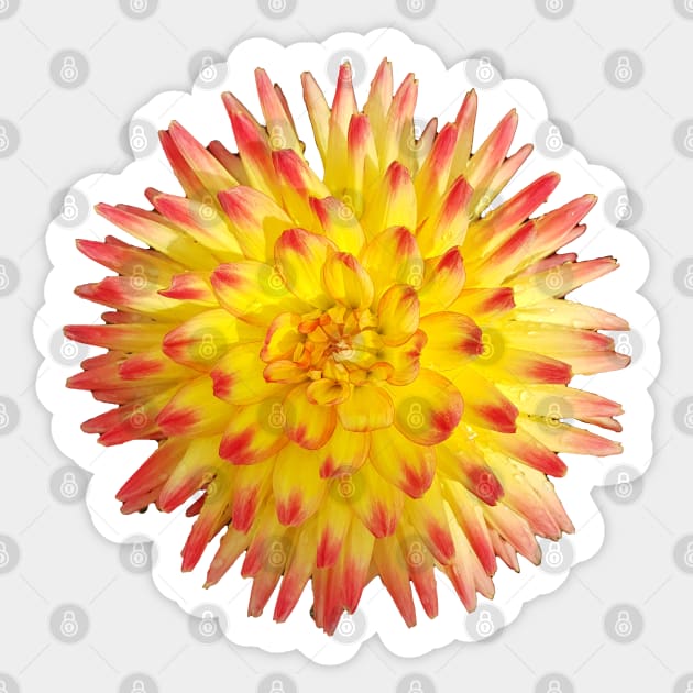 Yellow and Pink Spiky Flower Photo Sticker by ellenhenryart